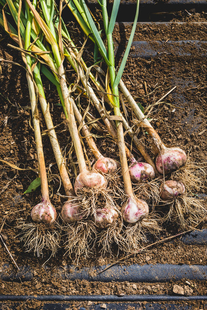 Freshly Picked Garlic Bulbs on a Soil and Dirt Background - Фото, изображение