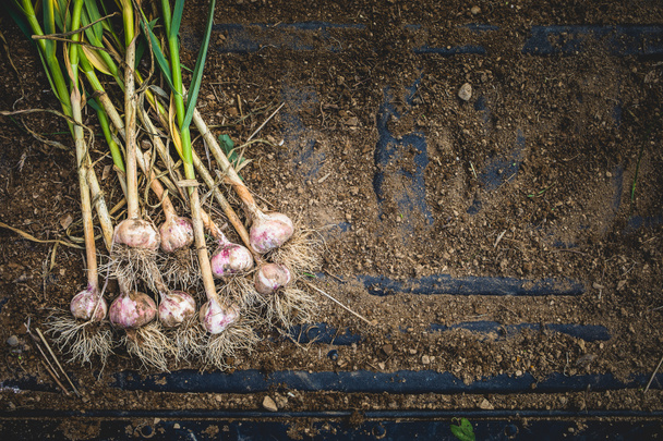 Freshly Picked Garlic Bulbs on a Soil and Dirt Background - Фото, изображение