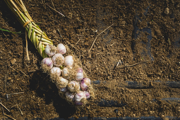 Freshly Picked Braided Garlic Bulb on a Soil and Dirt Background - Фото, изображение