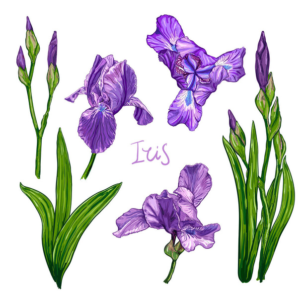 Violet Iris flower set - Vector, Image