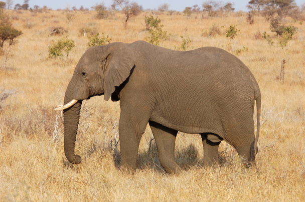 Elefante africano
 - Foto, Imagen