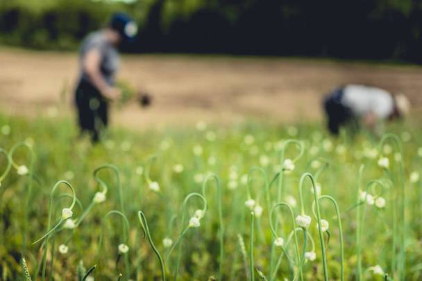 Two Farmers Picking Garlic Plants and Bulbs in the Field - Foto, Bild