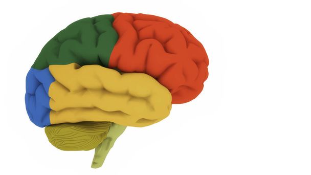 3d render. Brain colord areas - Photo, Image