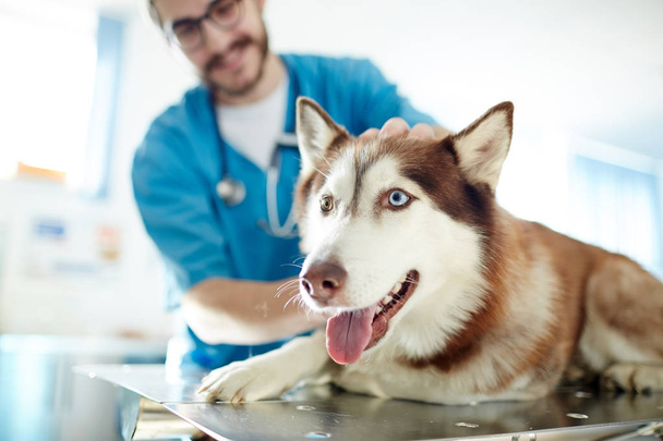 Sevimli evcil hayvan veteriner klinik tablo yalan - Fotoğraf, Görsel