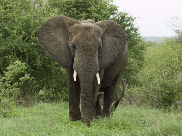 Słoń afrykański - Zdjęcie, obraz