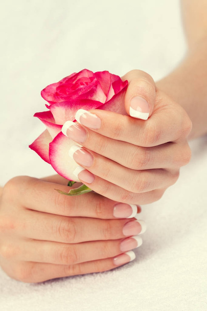 Rose flower in beautiful female hands with french manicure. Manicure salon. - 写真・画像