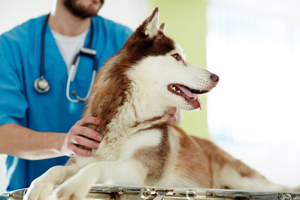 Пацієнт ветеринара
 - Фото, зображення