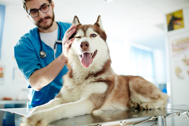 Veterinarian cuddling husky dog in clinics - Photo, Image