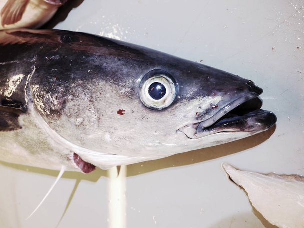 The cruel fate of nordic fishes. Freshly caught Coalfish on  plastic slaughterer board  - Photo, Image
