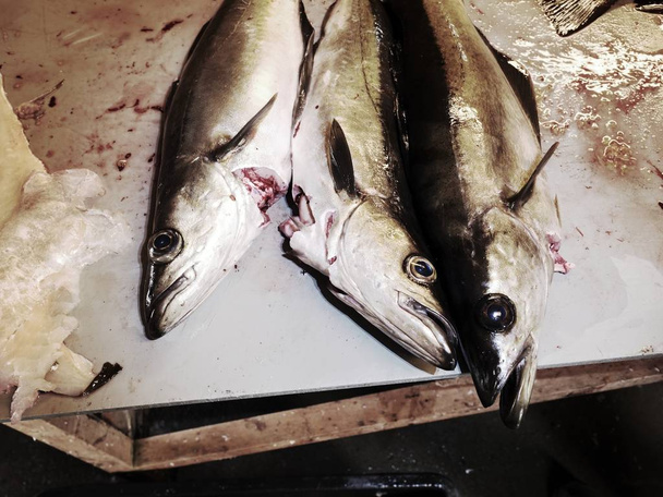 Жорстока доля скандинавських риб. Свіжий спійманий Coalfish на пластиковому кабані для забійників
 - Фото, зображення
