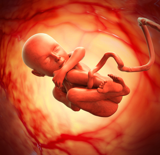 Conceito médico do feto humano Gráfico e científico
 - Foto, Imagem