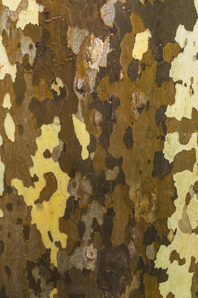 Corteza de sicomoro, camuflaje marrón, inspiración para telas
 - Foto, imagen