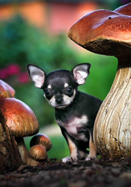 Chihuahua im Sommergarten - Foto, Bild