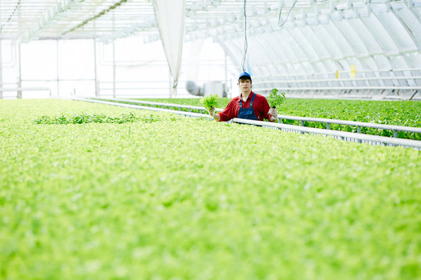 Joven especialista agrícola sosteniendo dos racimos de lechuga fresca cultivada en su invernadero
 - Foto, Imagen
