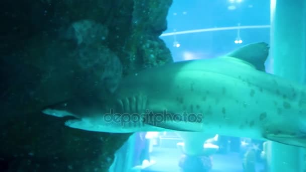 Doğal akvaryum sualtı köpekbalığı. Bir akvaryum köpekbalığı - Video, Çekim