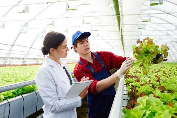 Dva profesionální zemědělci diskuse o nový druh zeleného salátu ve skleníku - Fotografie, Obrázek