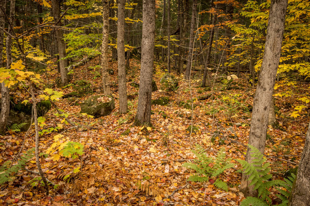 Autumn Forest with Fallen Leaves - Zdjęcie, obraz