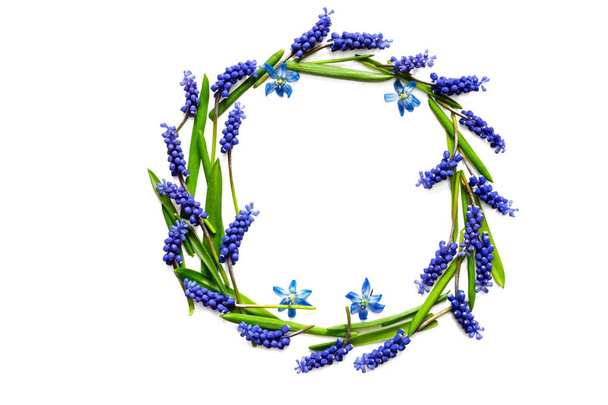 spring flower composition. frame of muscari flowers isolated on white background - Foto, afbeelding