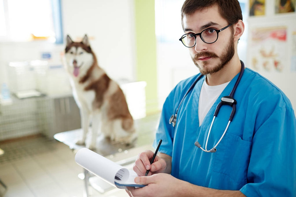 獣医臨床ノート, 治療中にハスキー犬 - 写真・画像