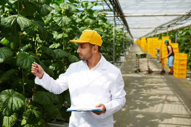 Handsome bearded farmer wearing white coat examining cucumber plants and taking necessary notes, his colleague reaping rich harvest, interior of spacious greenhouse on background - Fotó, kép