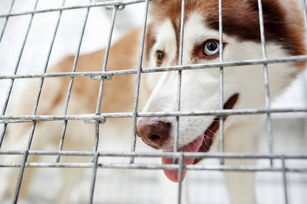 Сибирская хаски-собака за решеткой
 - Фото, изображение