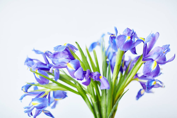 Vers gesneden boeket van mooie irissen tegen witte achtergrond - Foto, afbeelding