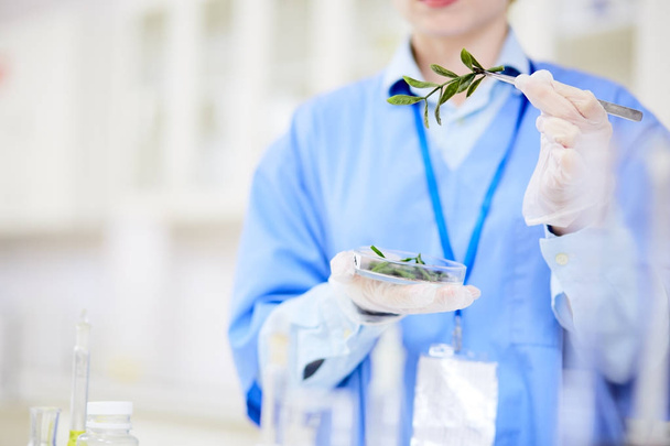 Biólogo irreconhecível segurando placa de Petri com plântulas na mão durante a realização do experimento no laboratório moderno, fundo borrado
 - Foto, Imagem
