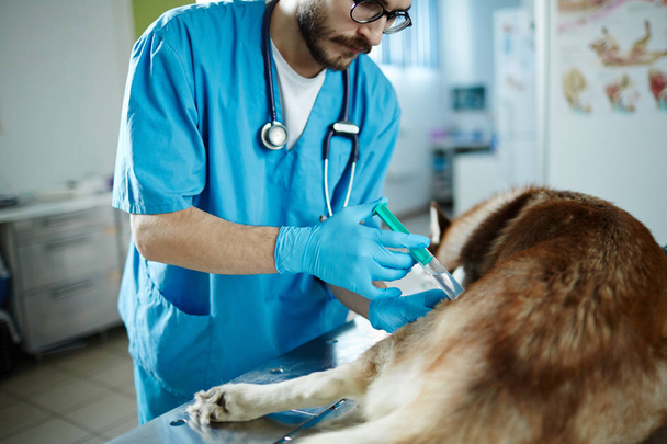 Ветеринар делает укол больной хаски-собаке
 - Фото, изображение
