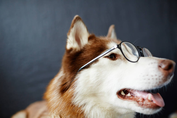 Cleverer Husky-Hund mit Brille - Foto, Bild