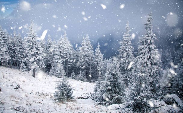 téli wonderland - karácsonyi háttér a havas fenyők - Fotó, kép
