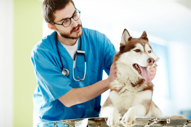 Young veterinarian cuddling his patient before examining - Photo, Image