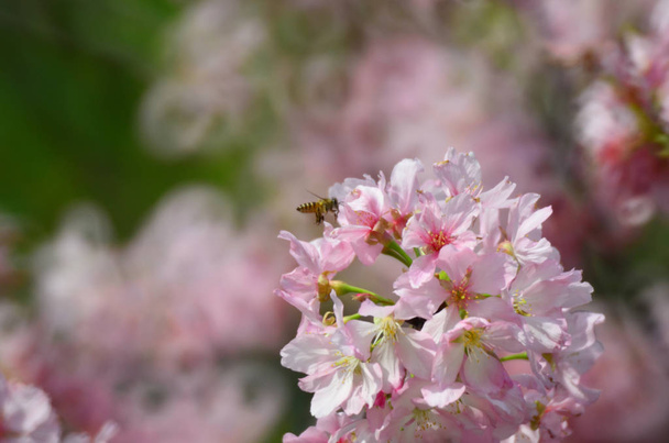 sukura flowers on a spring day - Valokuva, kuva