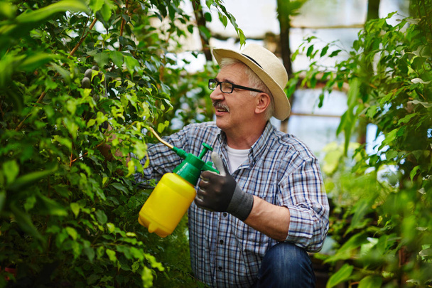 Sivukuva muotokuva vanhempi puutarhuri yllään olkihattu nauttivat työskennellä kasvien kasvihuoneessa, hoitoon puita ja pensaita kemikaaleja spray voi
 - Valokuva, kuva