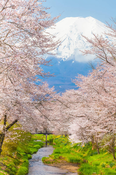 Sakura Cherry blossom stromy a hory Fudži v jarní sezóně - Fotografie, Obrázek