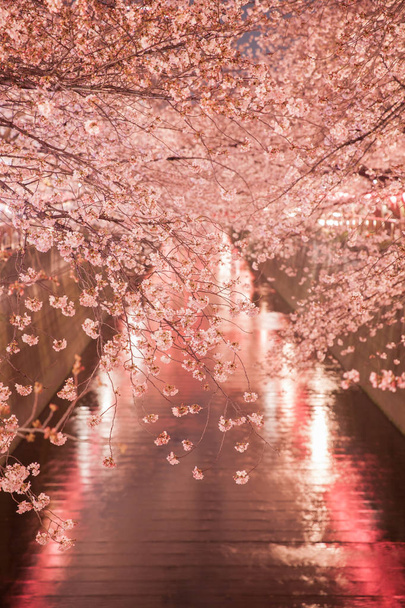 Токіо sakura, вишня цвітіння з загоряються в Nakameguro, Токіо - Фото, зображення