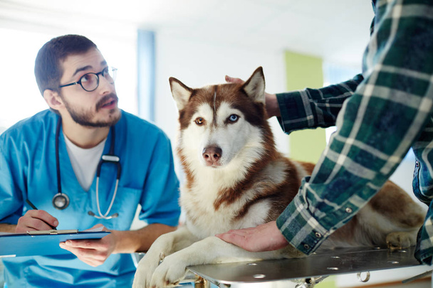 Vet em uniforme fazendo prescrições para cão husky e falando com seu proprietário
 - Foto, Imagem