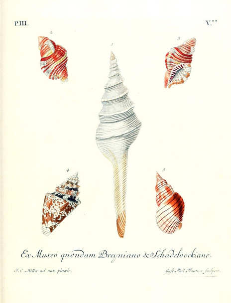 Ilustração de conchas. Les delices des yeux et de l 'esprit 1764
 - Foto, Imagem