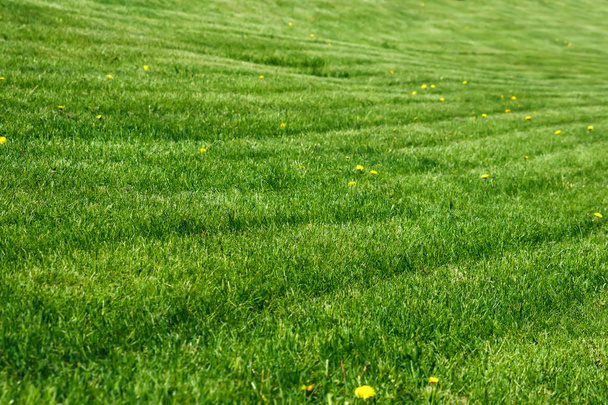 Gelber Löwenzahn auf rasiertem grünen Rasen - Foto, Bild
