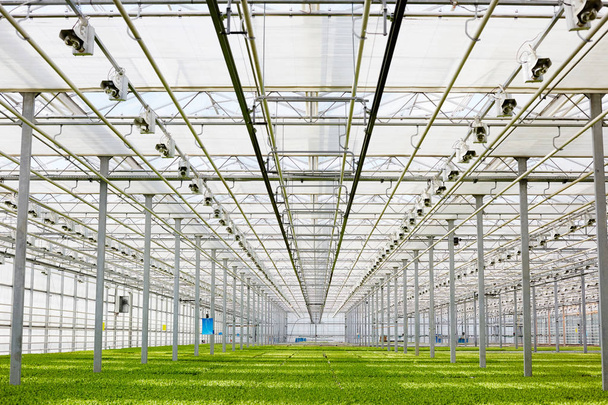 緑の作物の温室で成長の視点 - 写真・画像