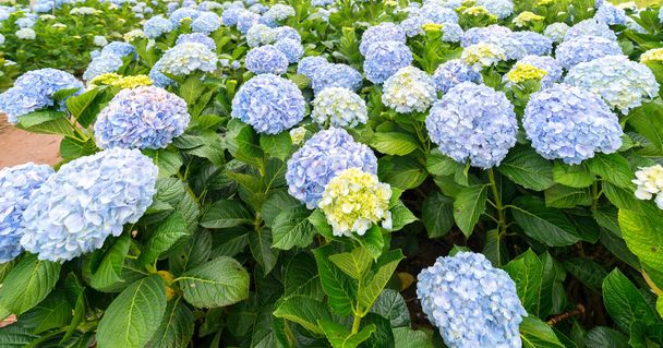 Close-up of hydrangeas with hundreds of flowers blooming all the hills in the beautiful winter morning to see. - Photo, Image