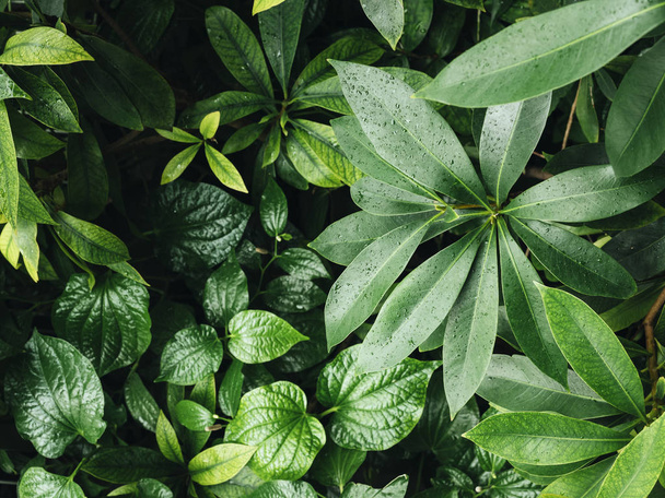 Liść zielony liści tropikalnej przyrody tło - Zdjęcie, obraz