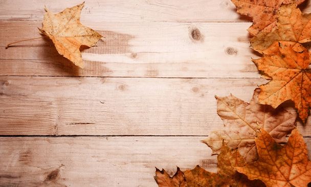 Maple leaves autumn on a background - Фото, зображення