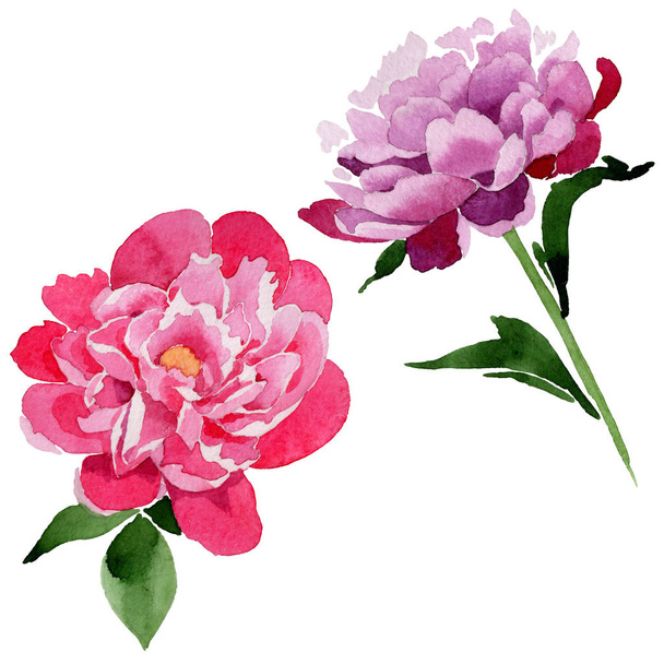 Wildflower pink peony flower in a watercolor style isolated. - Фото, зображення