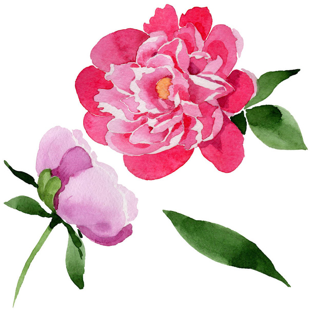 Wildflower pink peony flower in a watercolor style isolated. - Foto, immagini