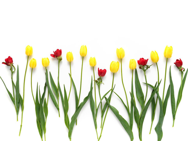 Flower composition with yellow and red tulips on white background - Foto, afbeelding