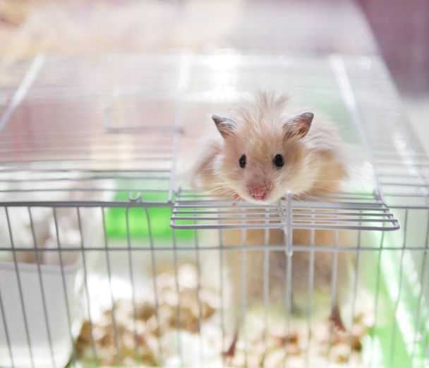 Small hamster trying to escape from cage - Φωτογραφία, εικόνα