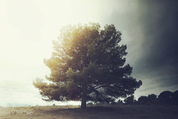 solitary majestic tree stands out in the sky in a surreal landscape - Photo, Image