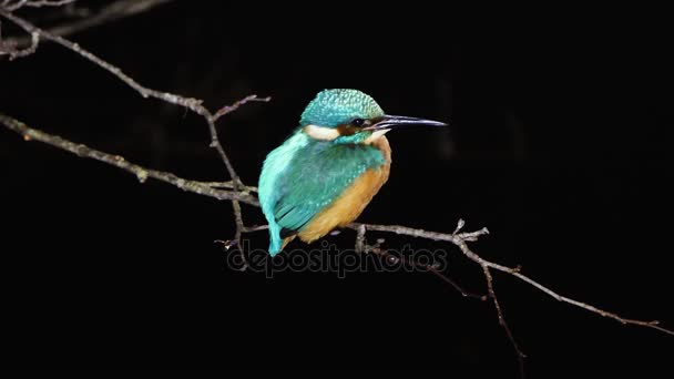 Kingfisher (Alcedo atthis) perched at night. Common kingfisher in the family Alcedinidae at rest on tree on river bank, in profile - Footage, Video