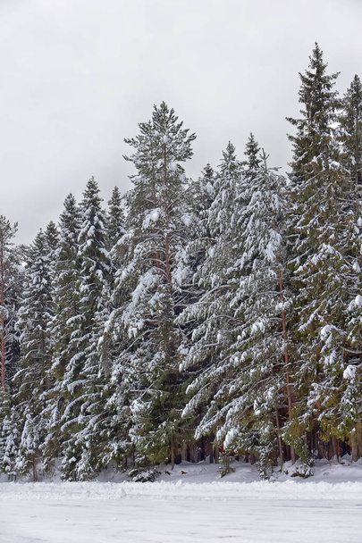 high  Christmas trees and snow-covered - Foto, afbeelding