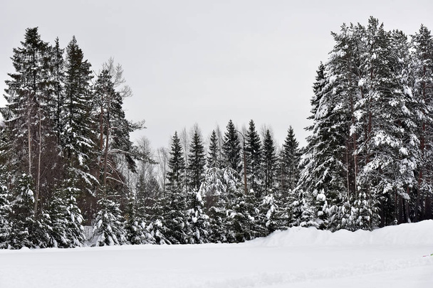 high  Christmas trees and snow-covered - Fotoğraf, Görsel
